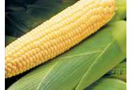 Бостон F1 - кукуруза сахарная, 100 000 семян, Syngenta (Сингента), Голландия фото, цена